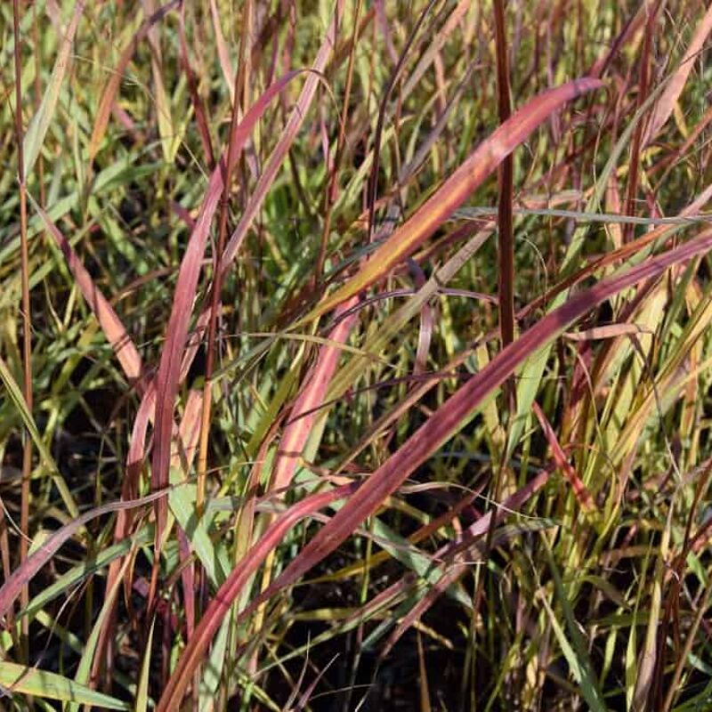 Panicum virgatum 'Shenandoah' ---